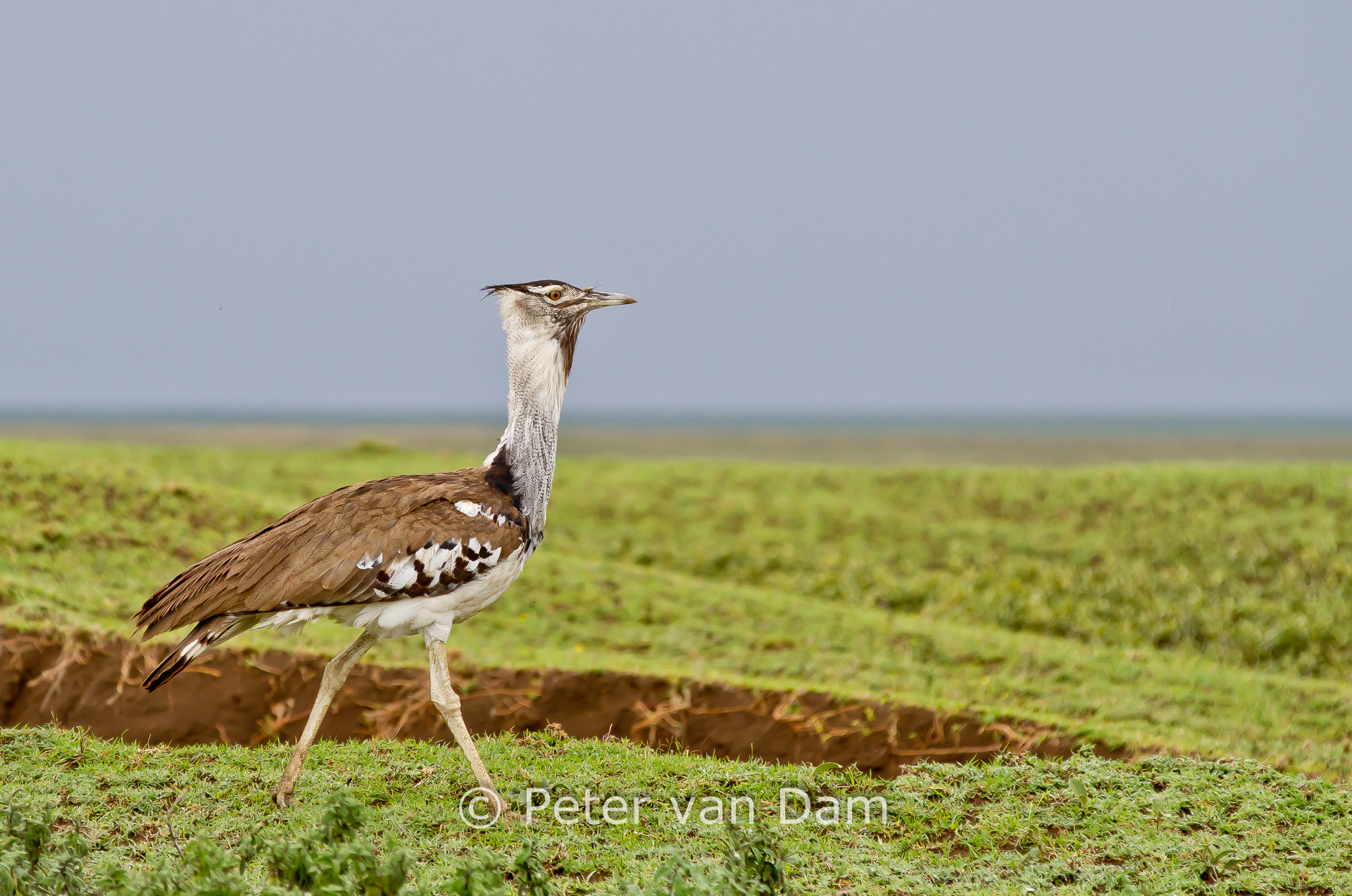 Kori bustard